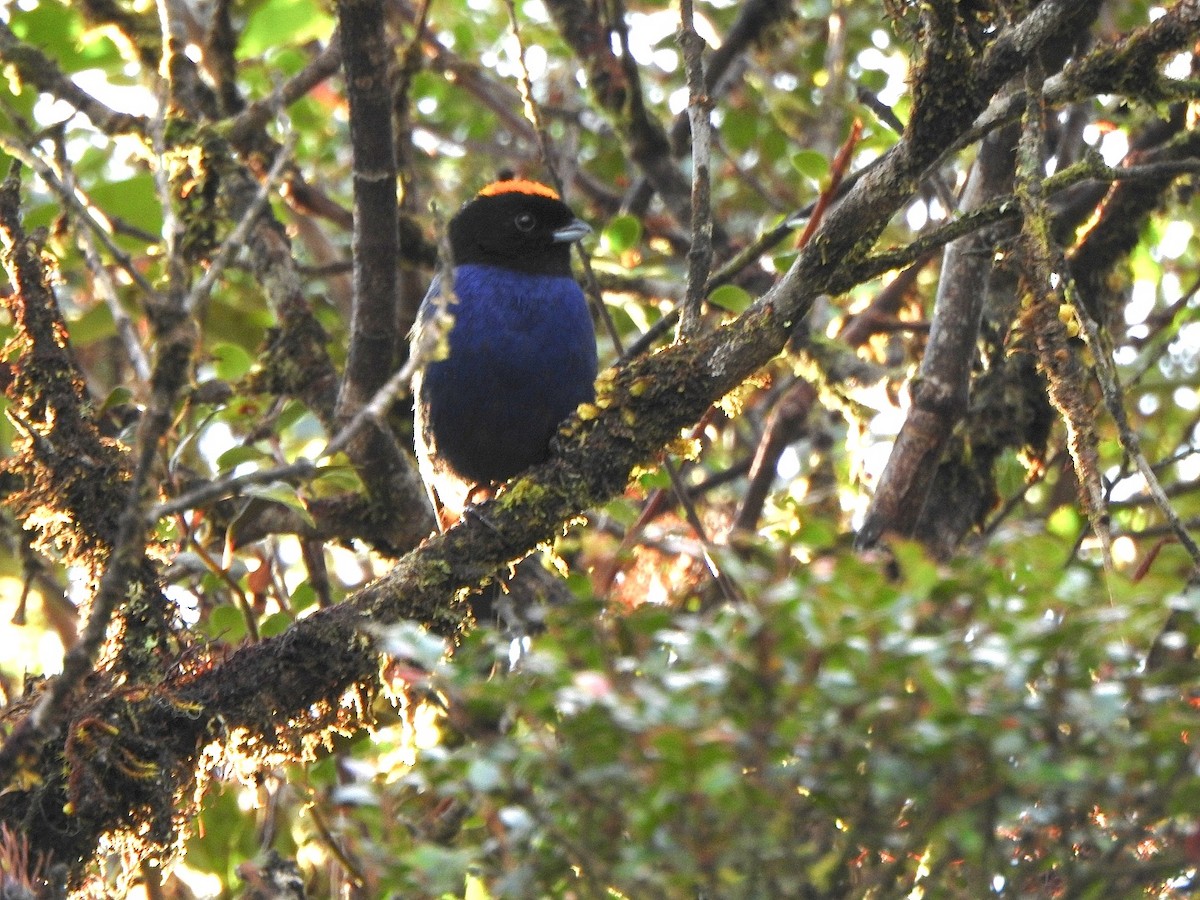 Golden-crowned Tanager - ML355339471