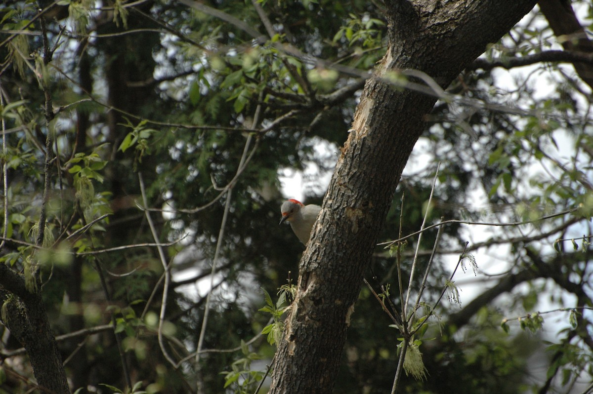 Red-bellied Woodpecker - ML35534011