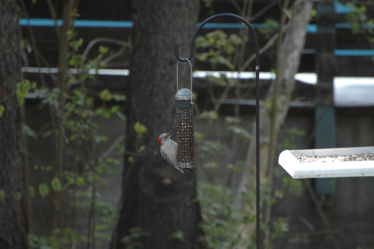Red-bellied Woodpecker - ML35534041