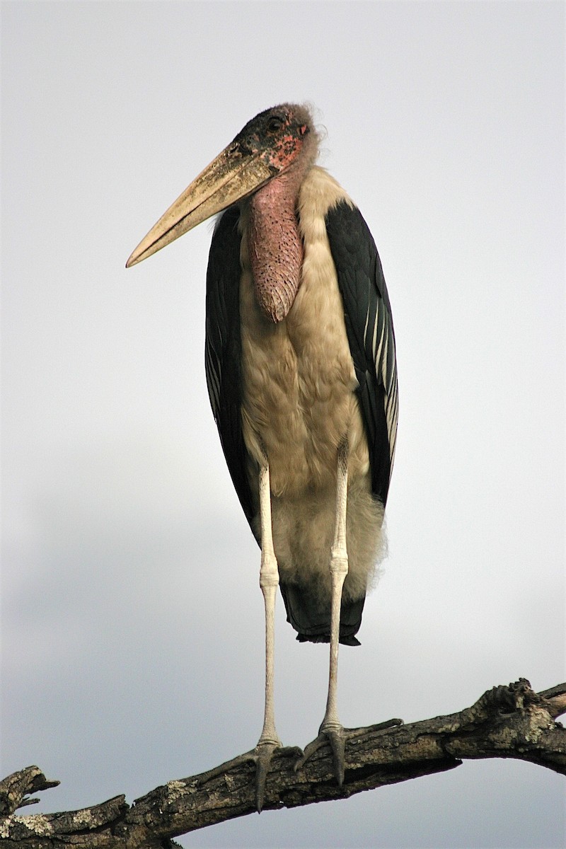 Marabou Stork - David Ekdahl