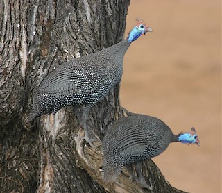 Helmeted Guineafowl, ML355341071