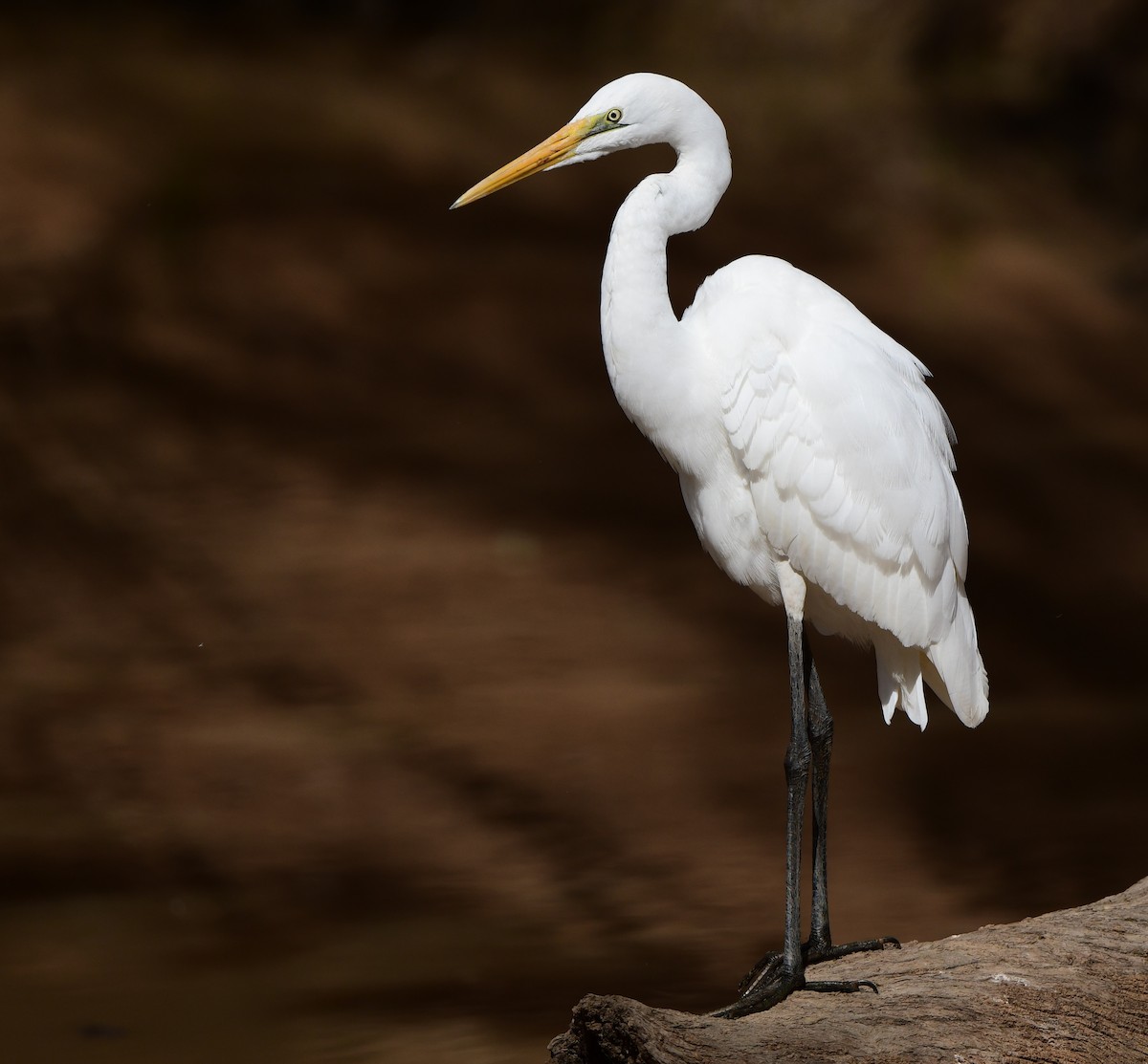 Great Egret - Andy Gee