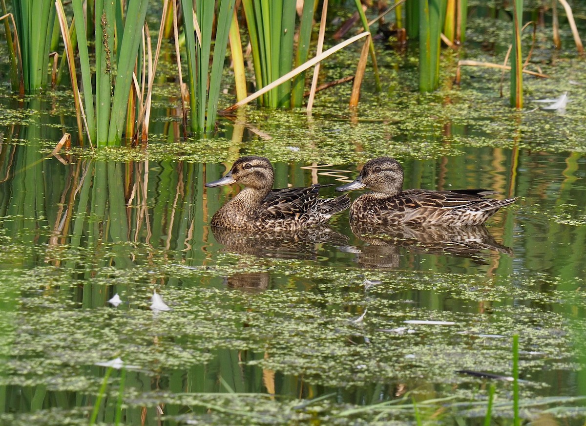Green-winged Teal - ML355350921