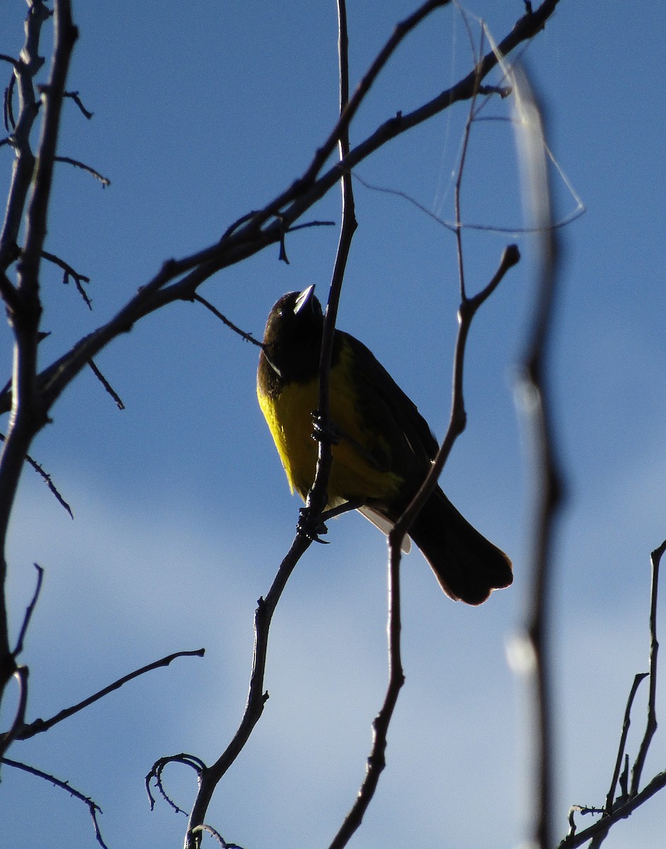Brown-and-yellow Marshbird - Candela Castro