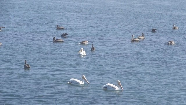 pelikán hnědý (ssp. californicus) - ML355363781