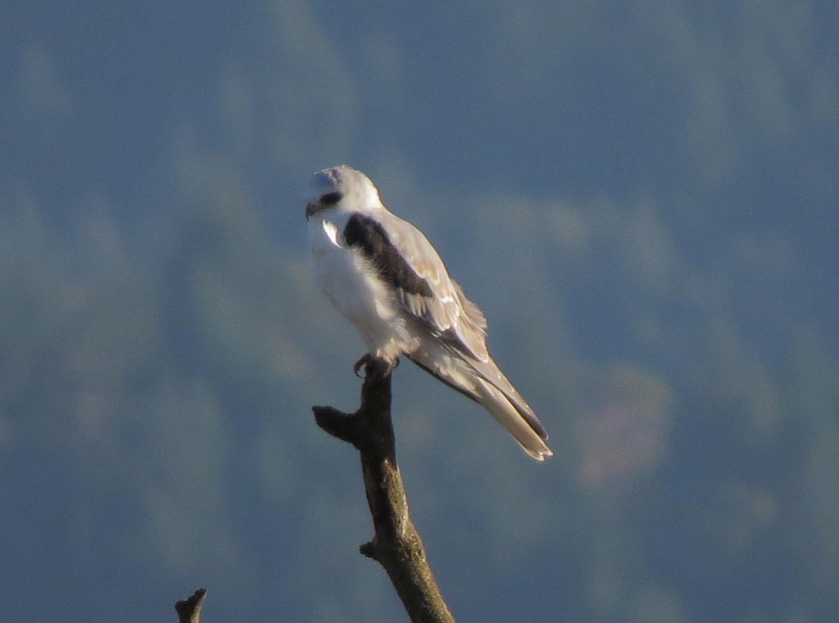 White-tailed Kite - ML35536391