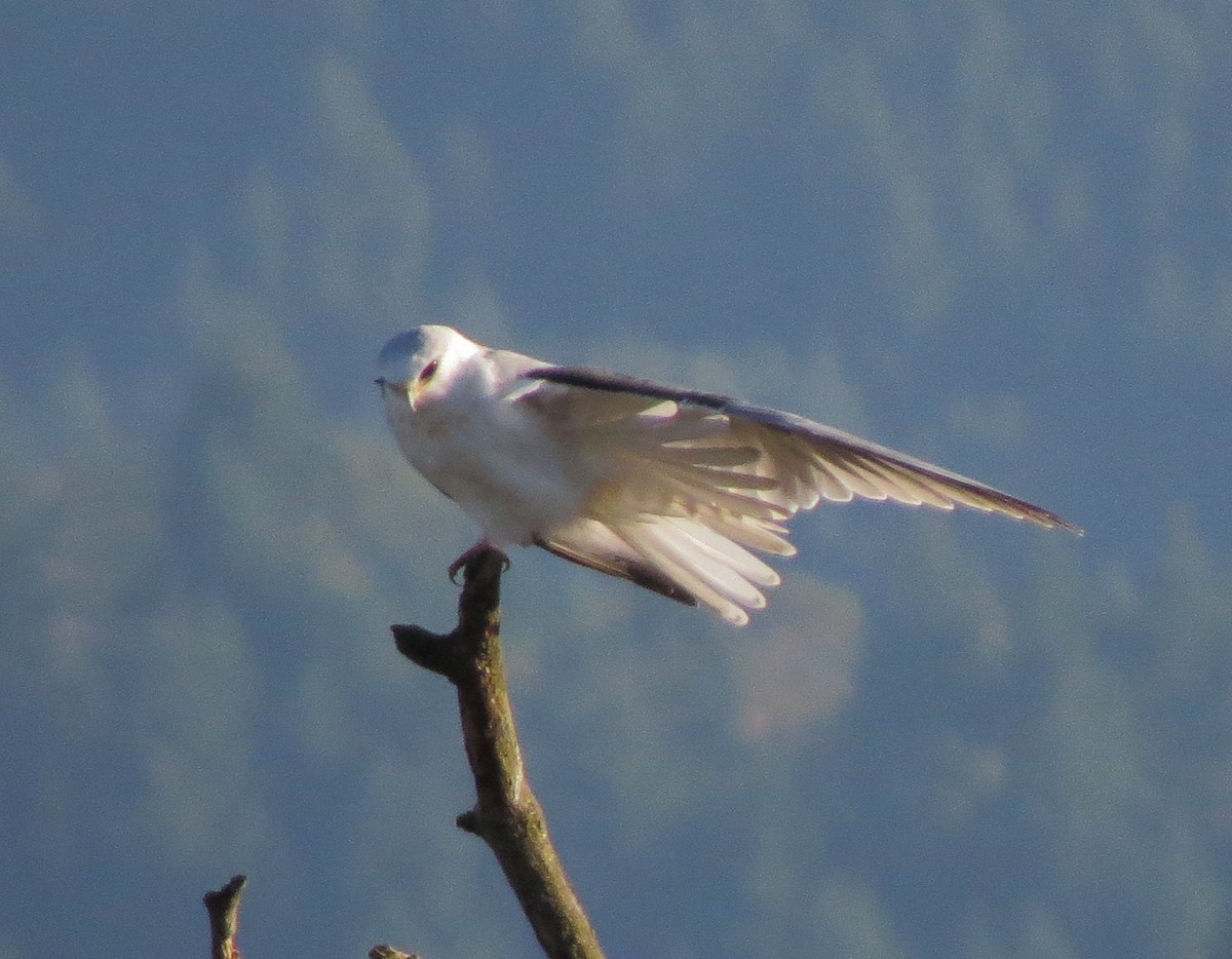 White-tailed Kite - ML35536431