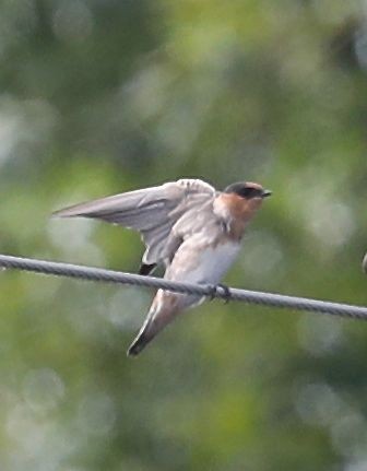 Cave Swallow - ML35537161