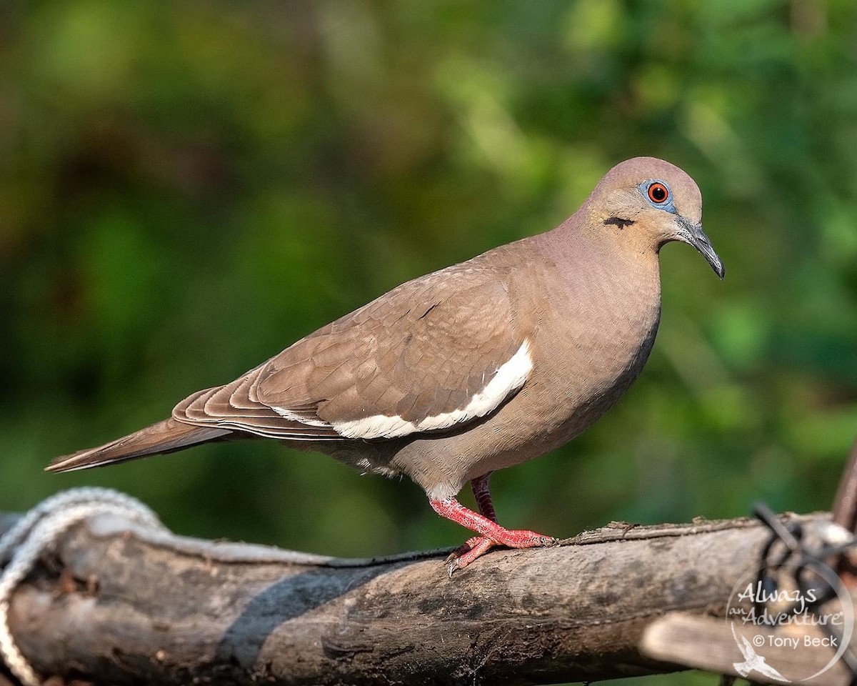 White-winged Dove - Always An Adventure Inc. Team