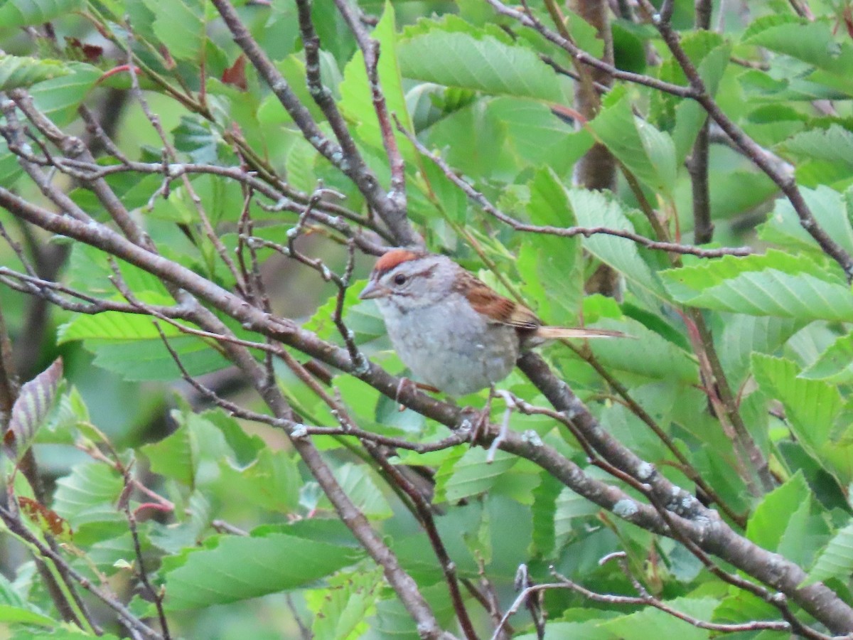 Swamp Sparrow - ML355383011