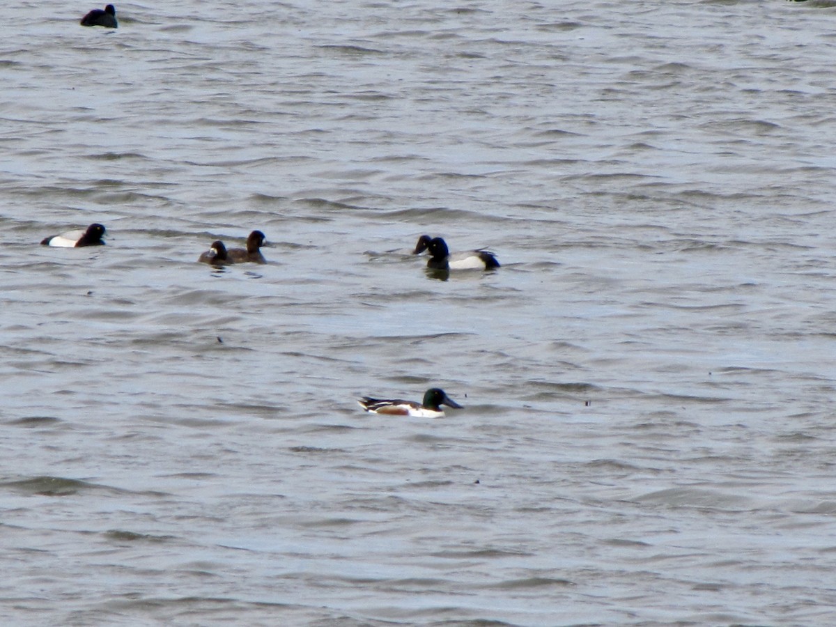 Greater Scaup - Lisa Owens