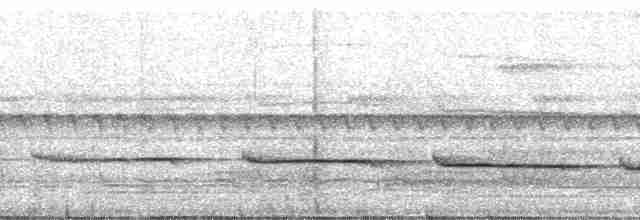 langhaletreløper (pallida gr.) - ML35539