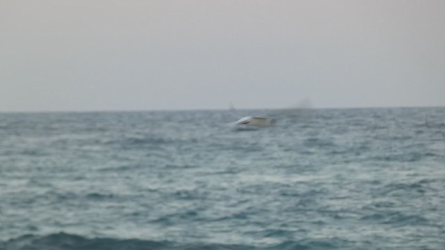 Küstenseeschwalbe - ML355391261