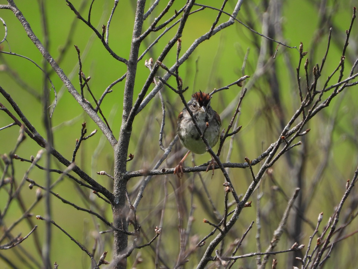 Swamp Sparrow - Ben Yeasting