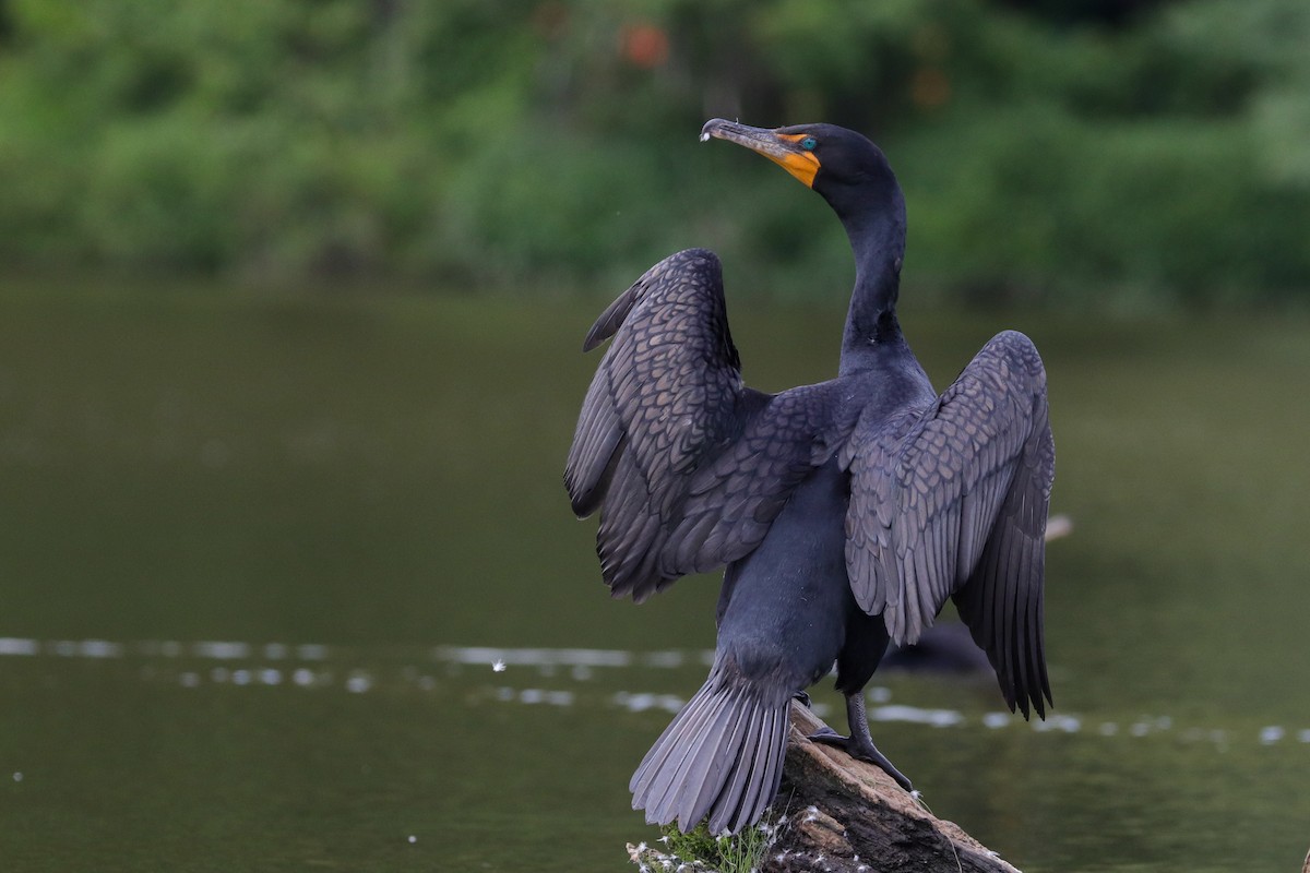 Double-crested Cormorant - Martina Nordstrand