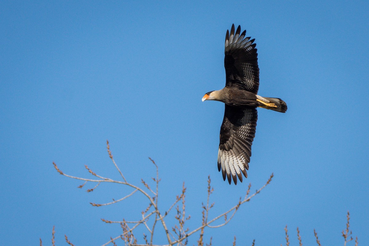 Crested Caracara (Southern) - ADRIAN GRILLI