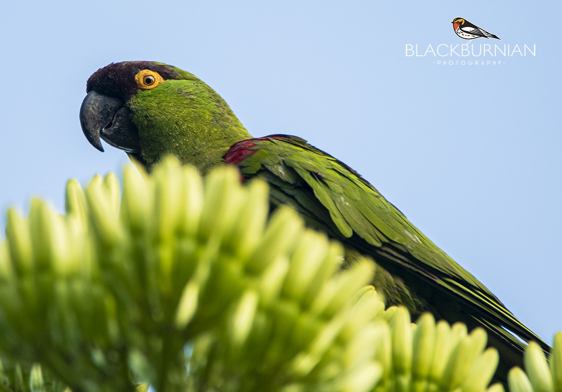 Maroon-fronted Parrot - ML355403681