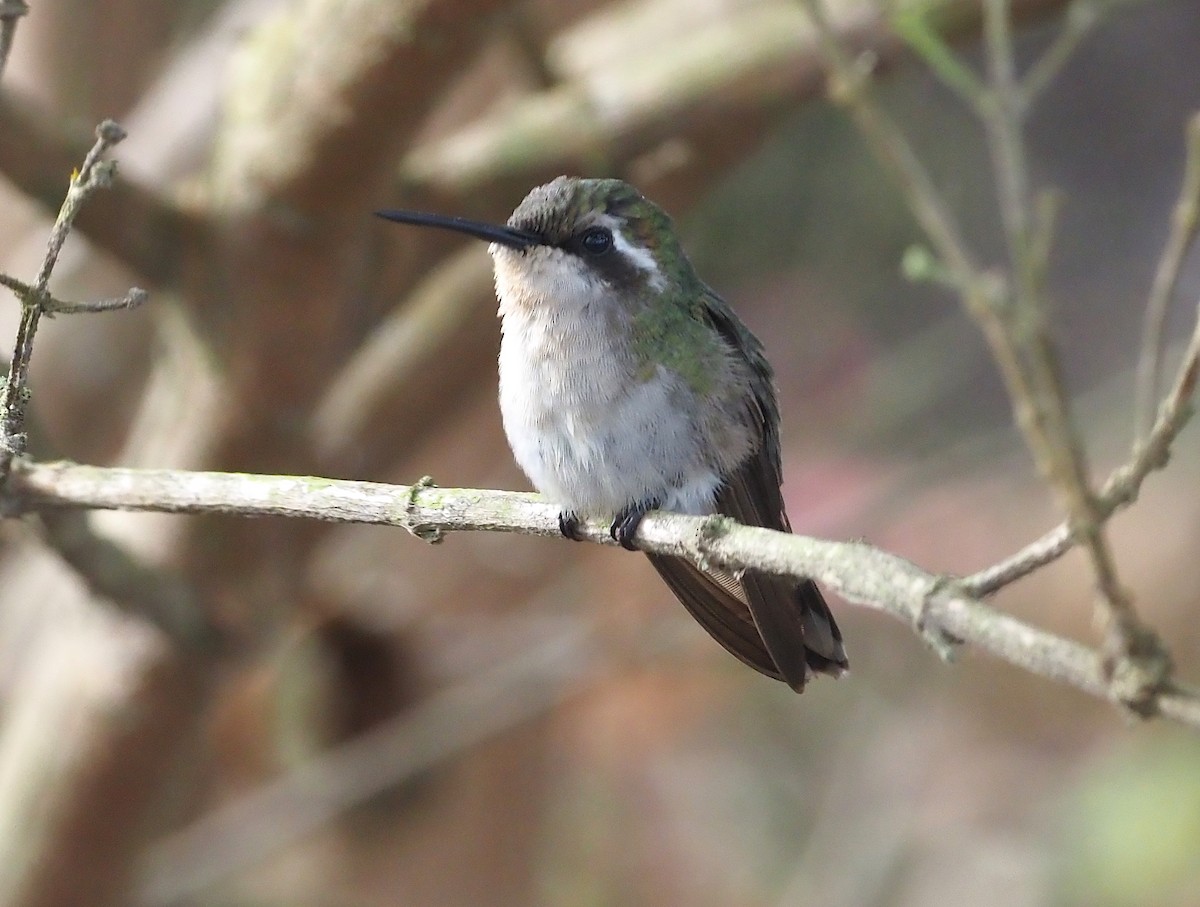 kolibřík magdalenský - ML355407441