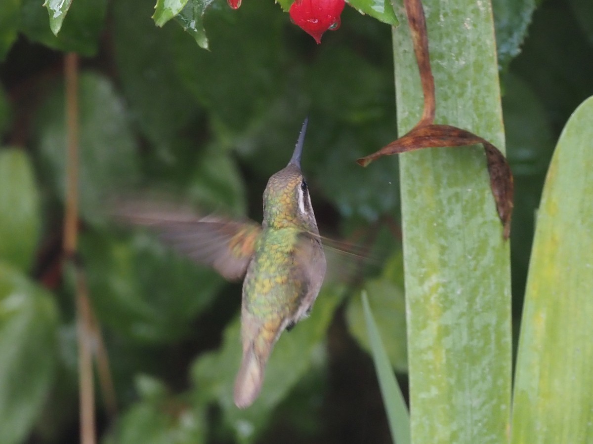 kolibřík magdalenský - ML355410291