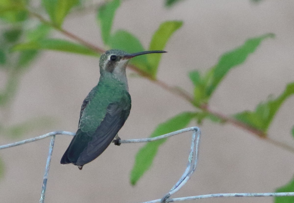 Broad-billed Hummingbird - Curtis Marantz