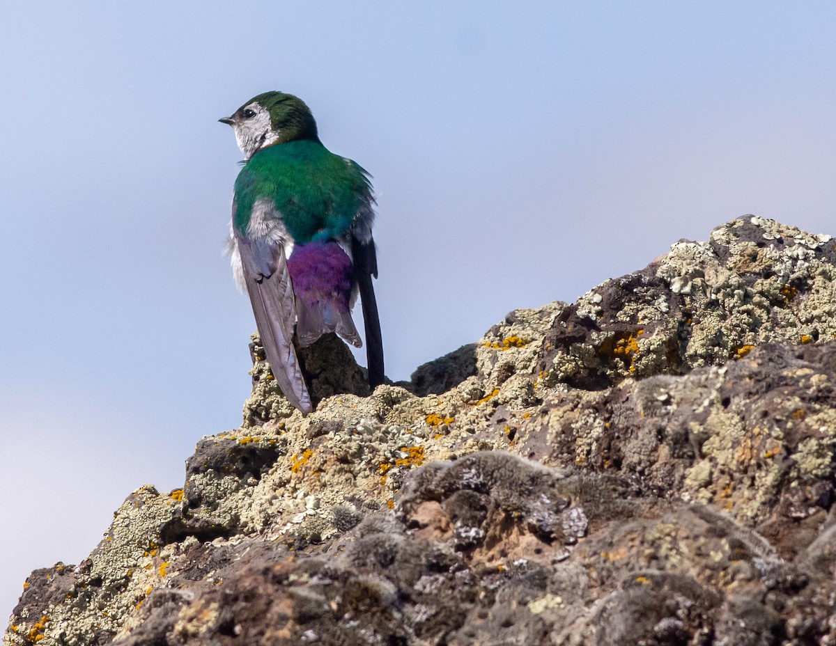 Violet-green Swallow - ML355416731