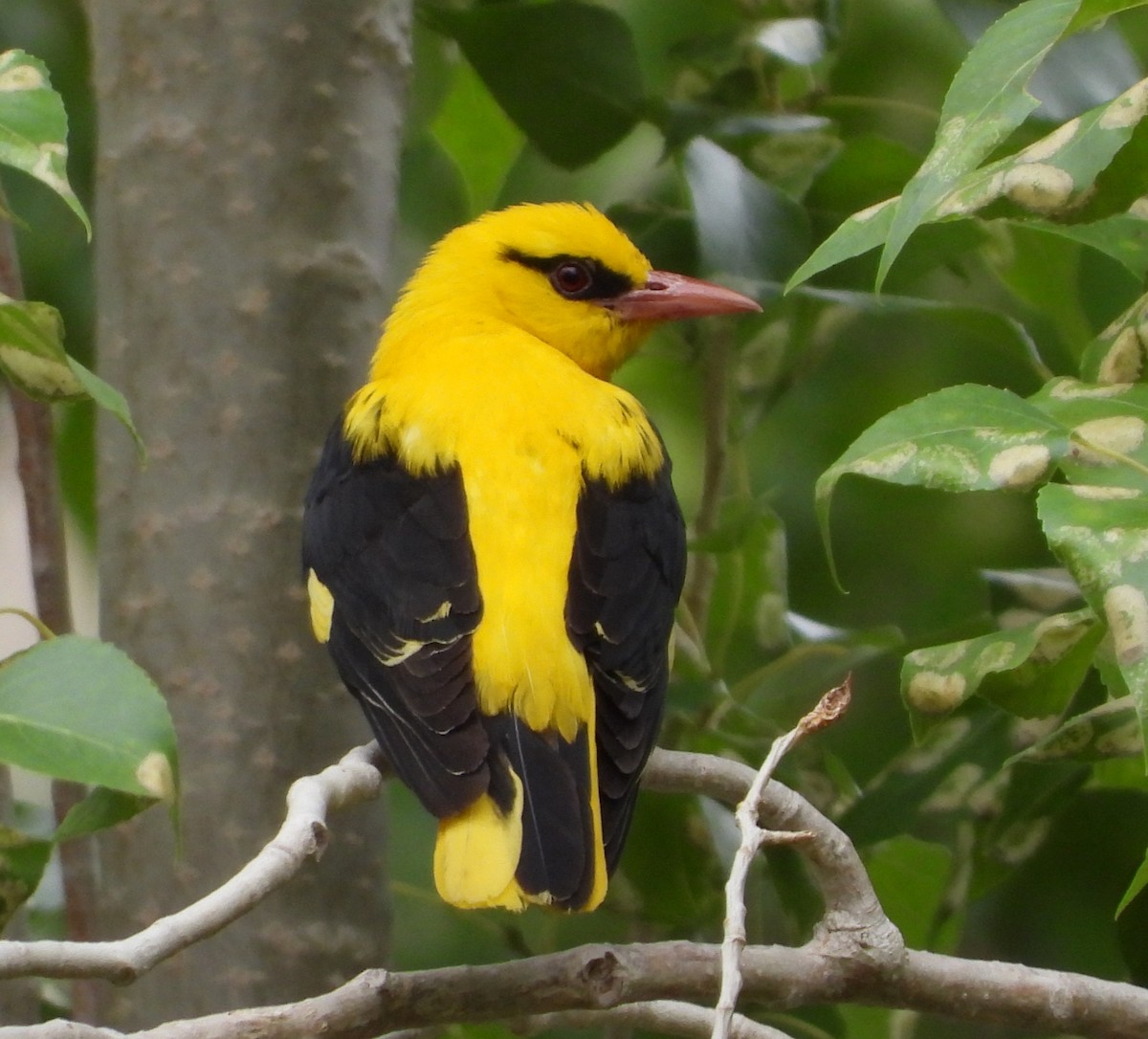 Indian Golden Oriole - ML355419961