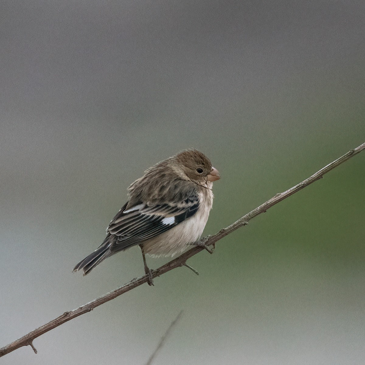 Chestnut-throated Seedeater - ML355422051