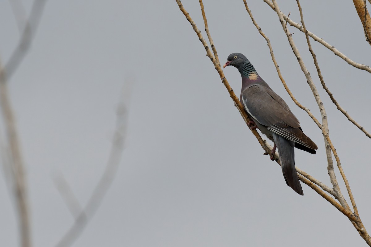 Common Wood-Pigeon - ML355426201