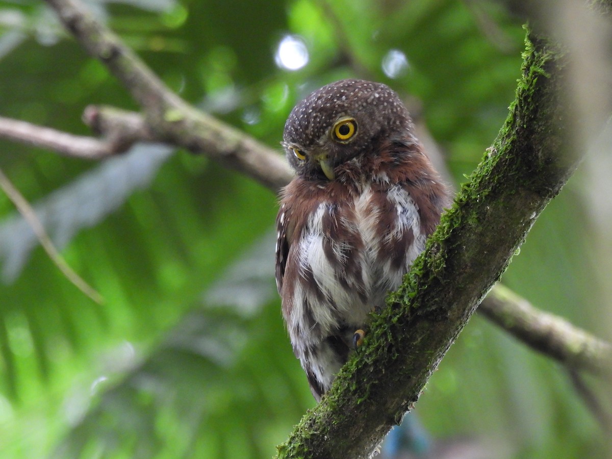 Central American Pygmy-Owl - ML355427641