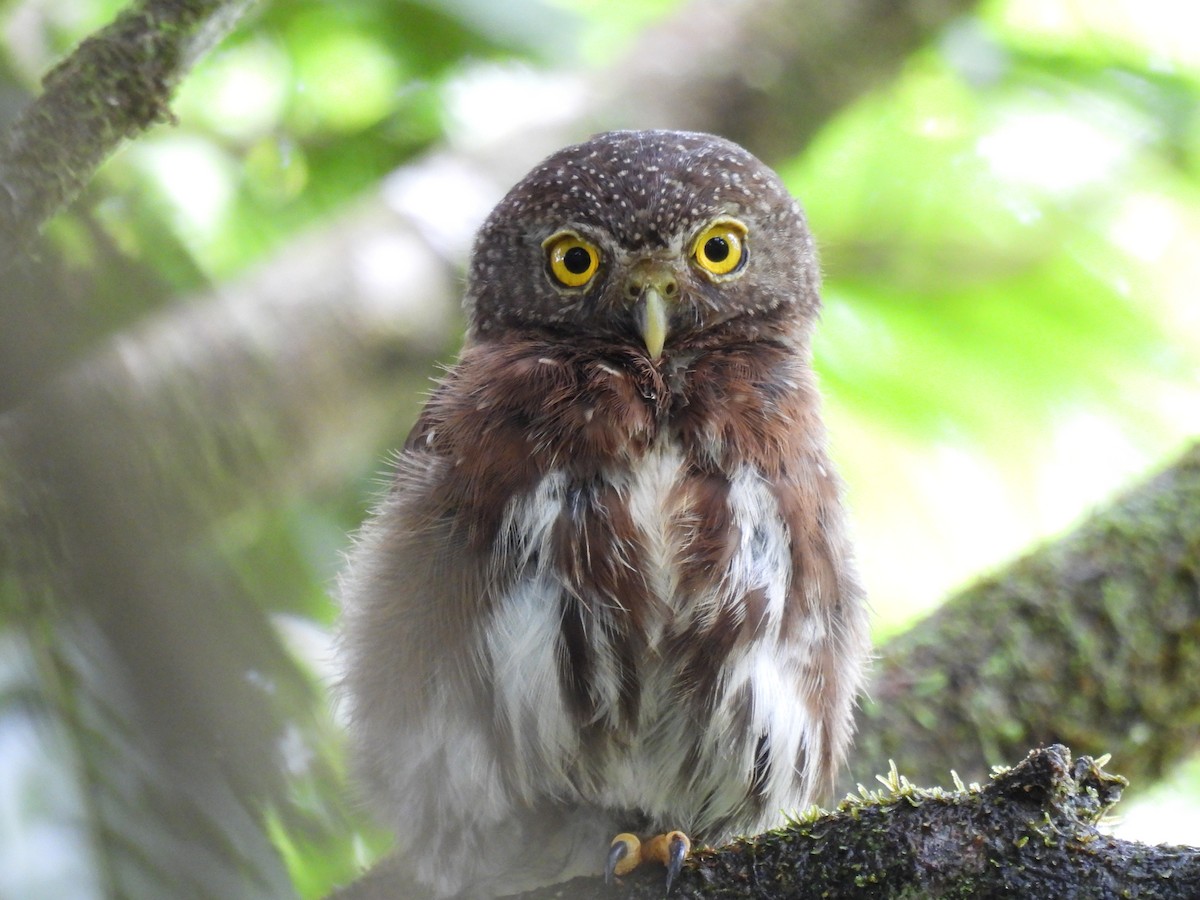 Central American Pygmy-Owl - ML355427651