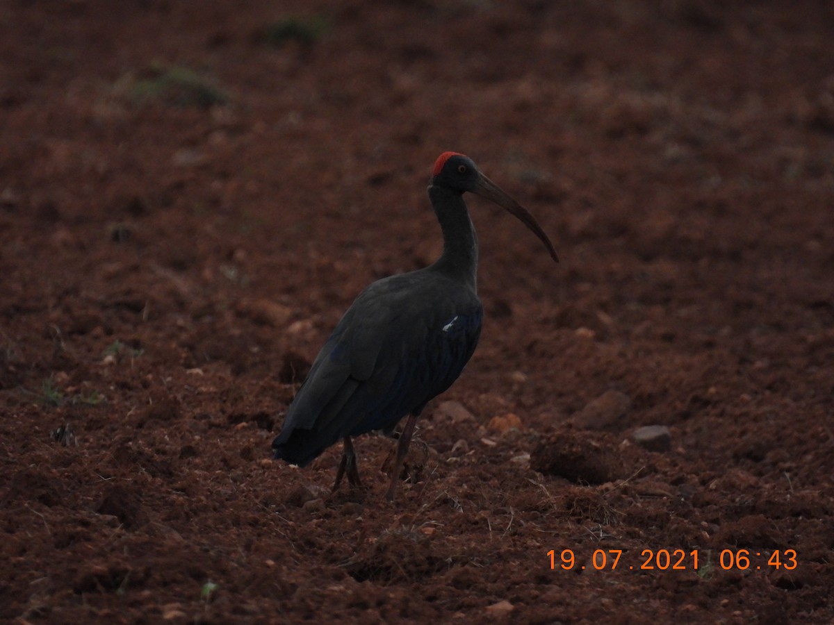 Red-naped Ibis - Sudip Simha