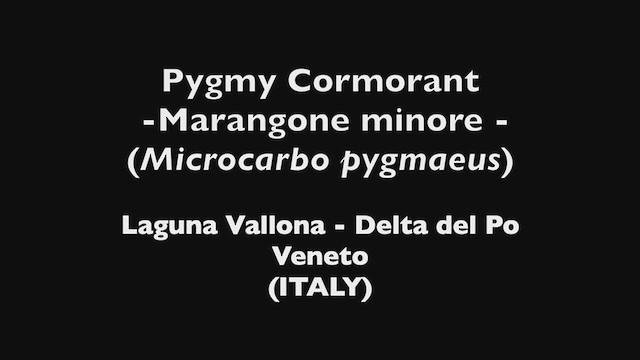 Cormoran pygmée - ML355443371