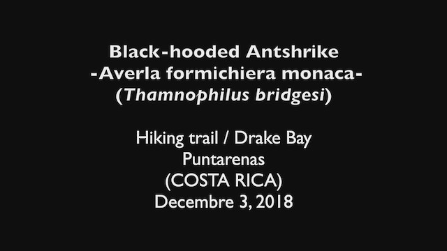Black-hooded Antshrike - ML355444421