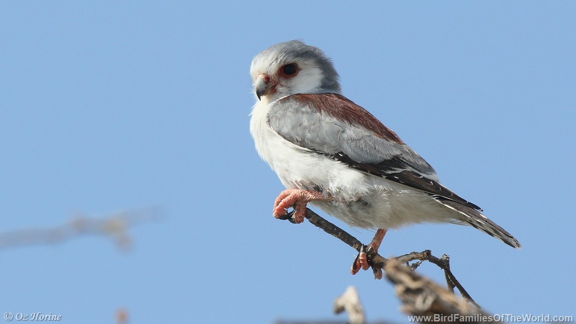 Pygmy Falcon - Oz Horine