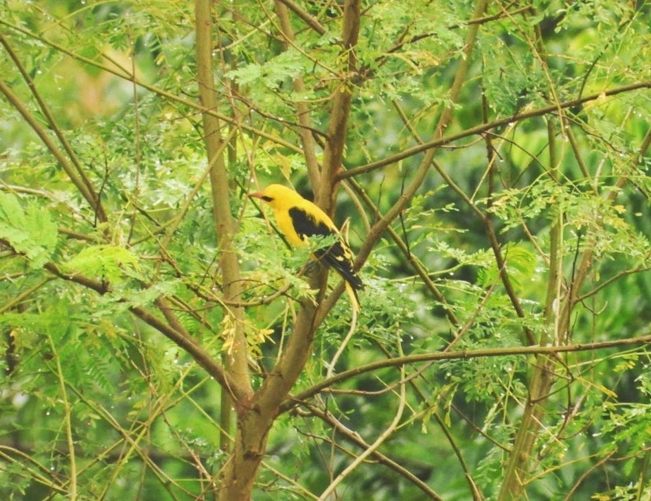 Indian Golden Oriole - ML355449841