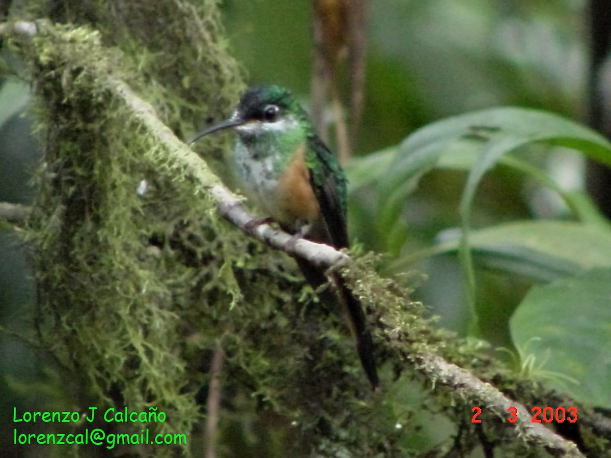 kolibřík lesní - ML355451441