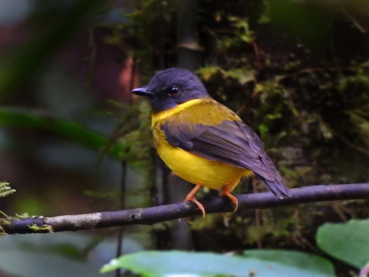 Banded Yellow Robin - Purwanto Rusdy purwanto