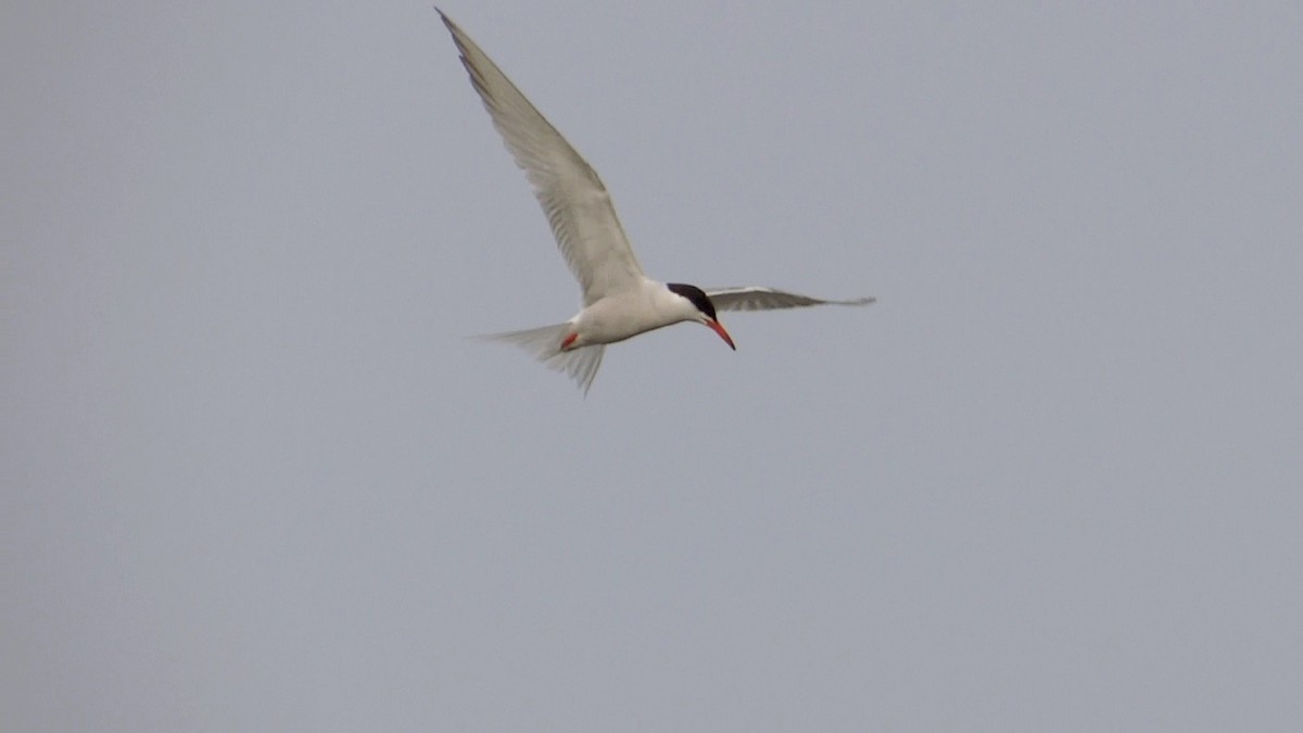 Common Tern - Sebastien Babineau
