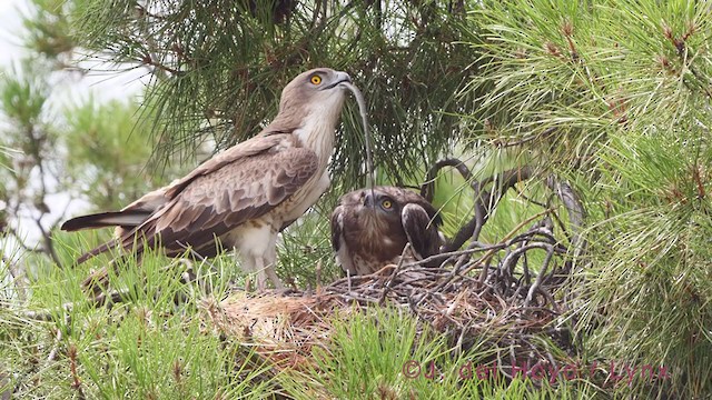 Short-toed Snake-Eagle - ML355464801