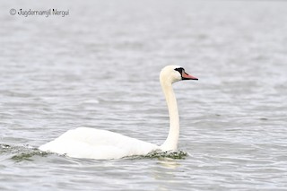 Mute Swan, ML355470221