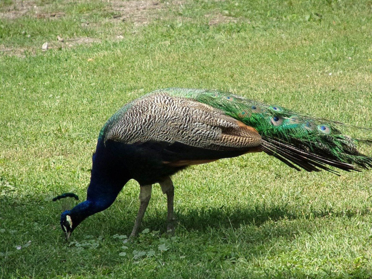 Indian Peafowl (Domestic type) - ML355471011
