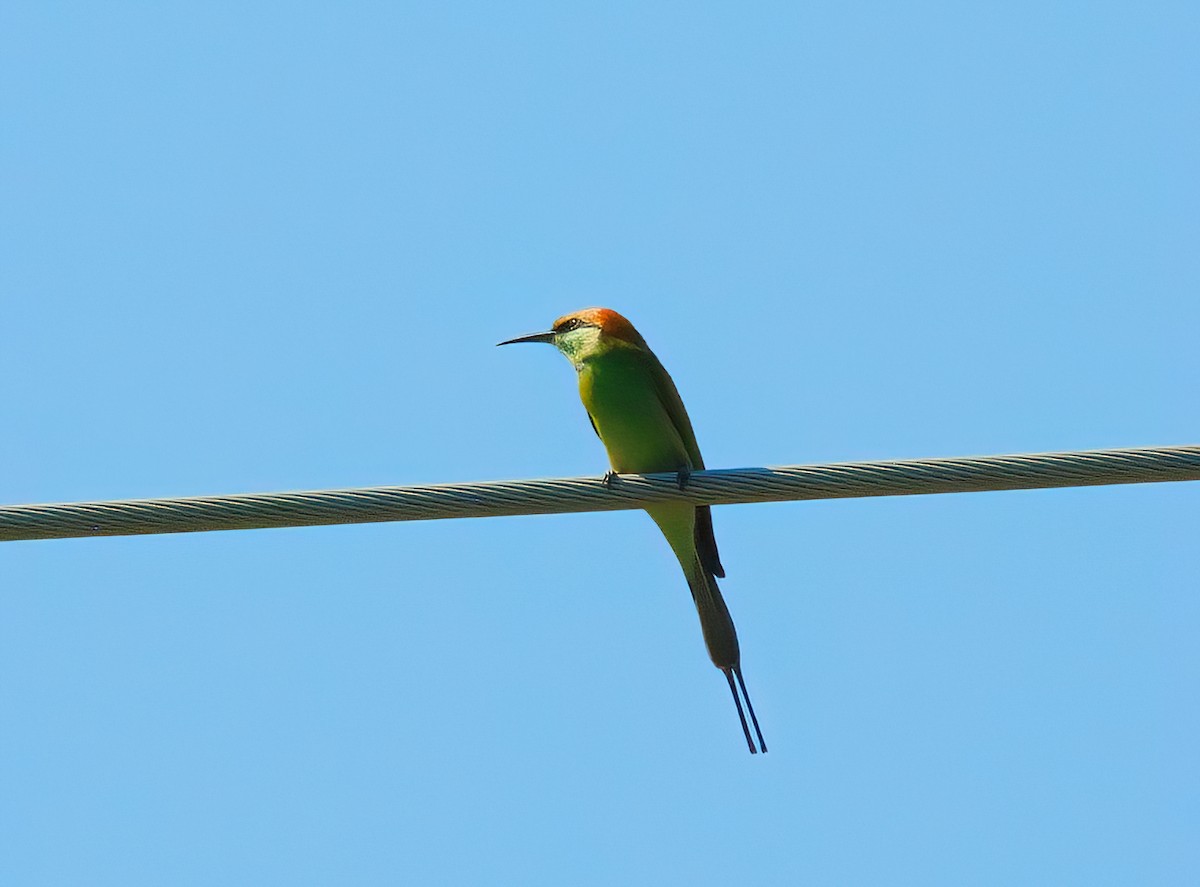 Asian Green Bee-eater - Jaap Velden