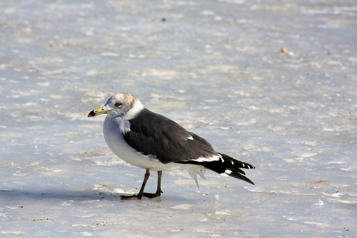 Black-tailed Gull - Blair Fleming