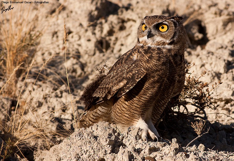 Lesser Horned Owl - Diego Oscar / Sandpiper Birding & Tours