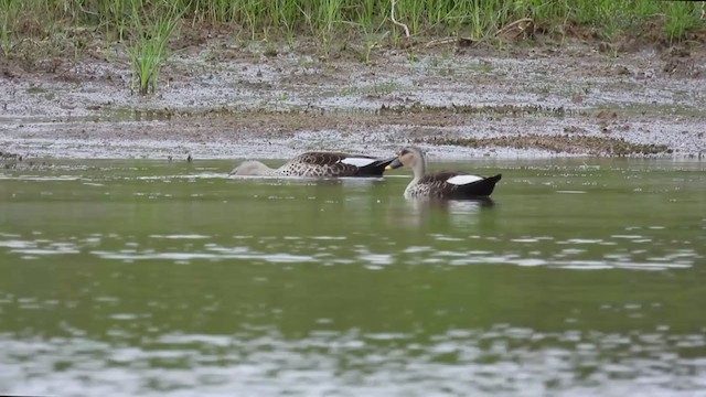 Indian Spot-billed Duck - ML355478991