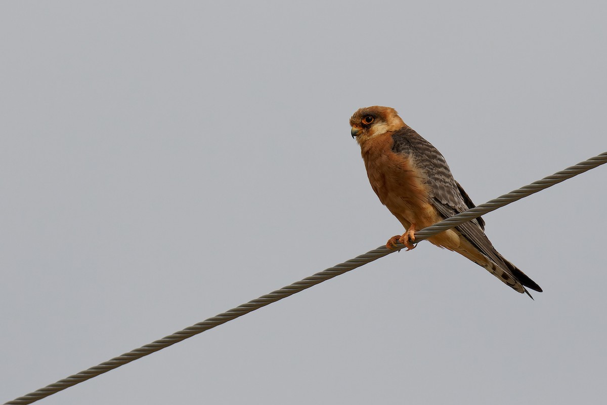 Red-footed Falcon - ML355481971