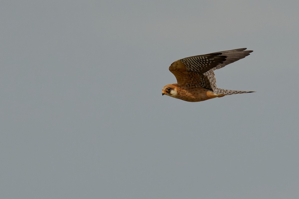 Red-footed Falcon - Vincent Wang