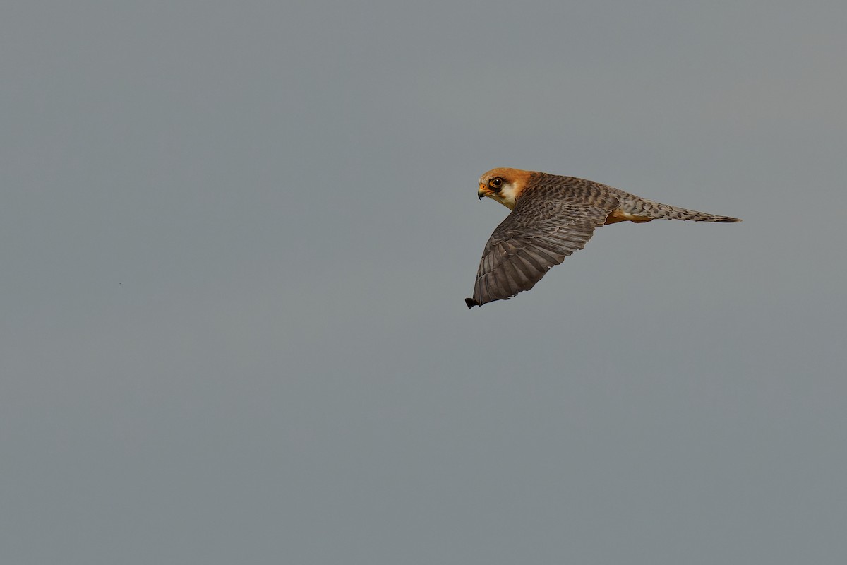 Red-footed Falcon - ML355481991