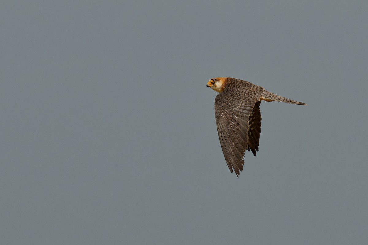 Red-footed Falcon - ML355482001