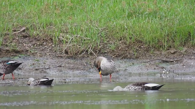 Indian Spot-billed Duck - ML355483021